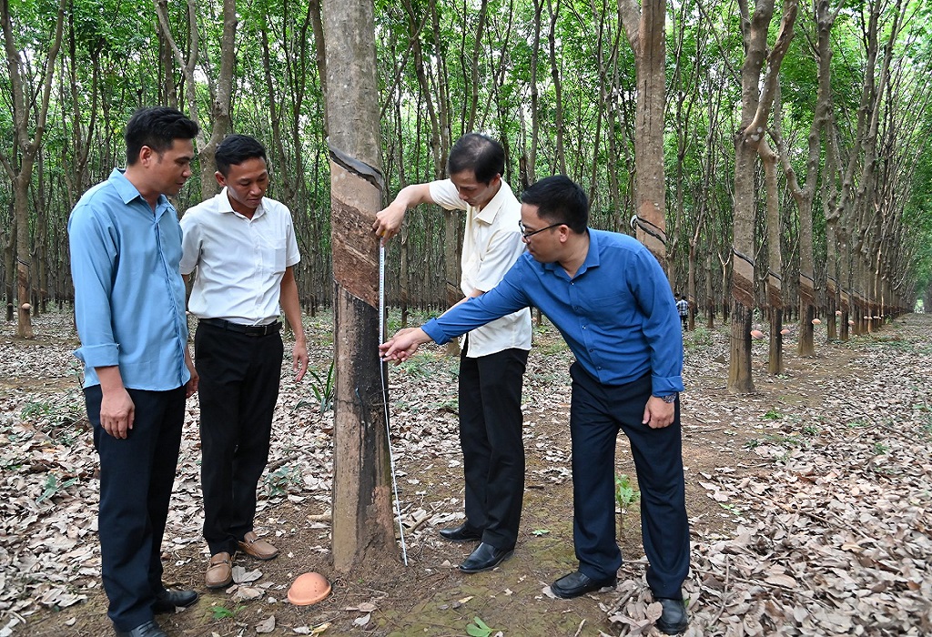 Các đơn vị anh cả miền Đông: Dẫn đầu về năng suất, chất lượng vườn cây